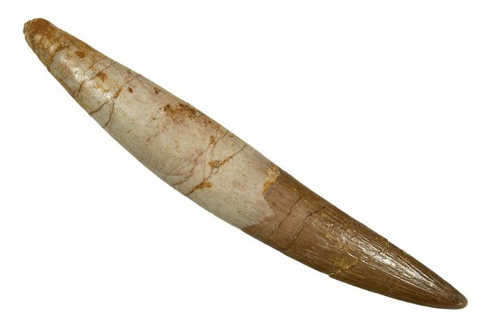 Fossil Plesiosaur (Zarafasaura) Tooth With Root #344871